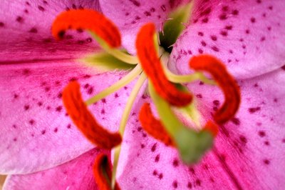 Pink Aroma by Sarah OToole